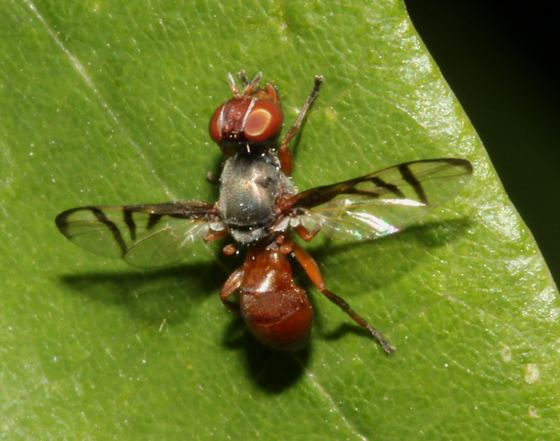 Platystomatidae Platystomatidae Signal Fly Rivellia BugGuideNet