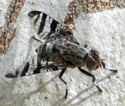 Platystomatidae Platystomatidae Signal Flies