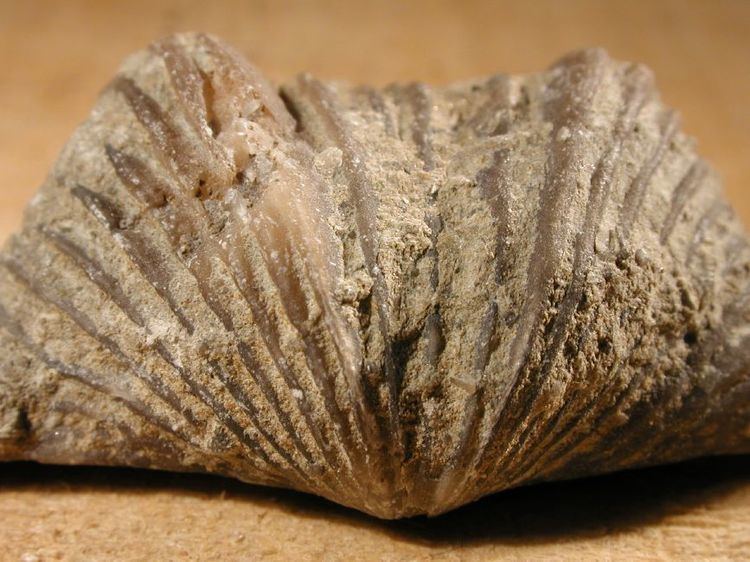 Platystrophia Brachiopod Fossils From The Ordovician Period