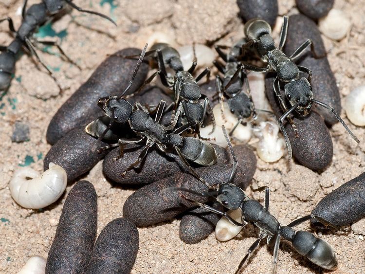 Platythyrea Ants Kalytta Platythyrea cribrinodis