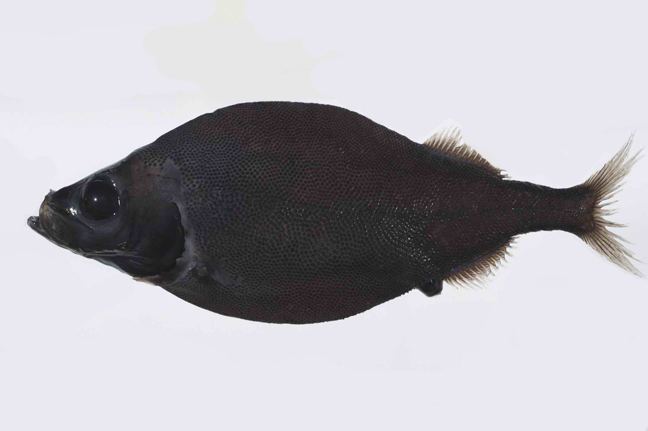 Platytroctes apus fishesofaustralianetauimagesimagePlatytapus
