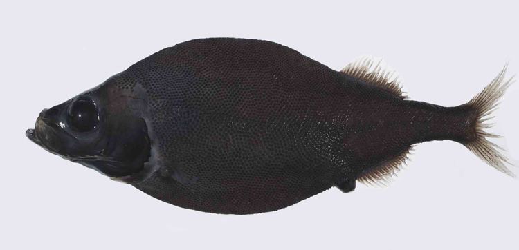 Platytroctidae fishesofaustralianetauImagesImagePlatytapus