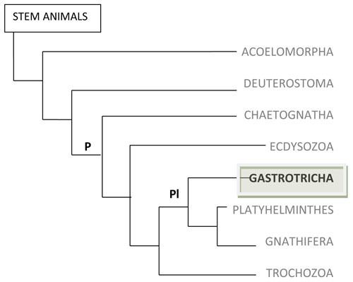 Platyzoa GASTROTRICHA