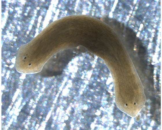 Platyzoa 1000 images about Platyzoa and Rotifers on Pinterest The