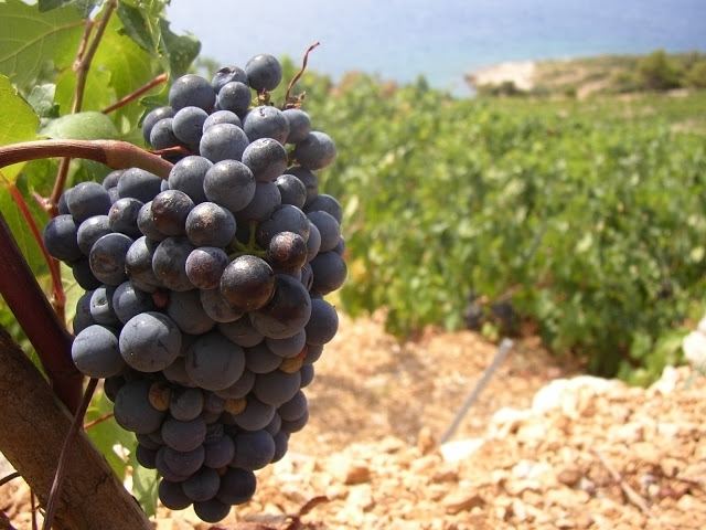 Plavac Mali Most Planted Red Grape in Croatia Plavac Mali Blog Winerist
