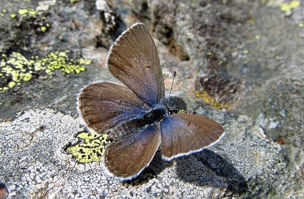 Plebejus optilete Cranberry Blue Plebejus optilete