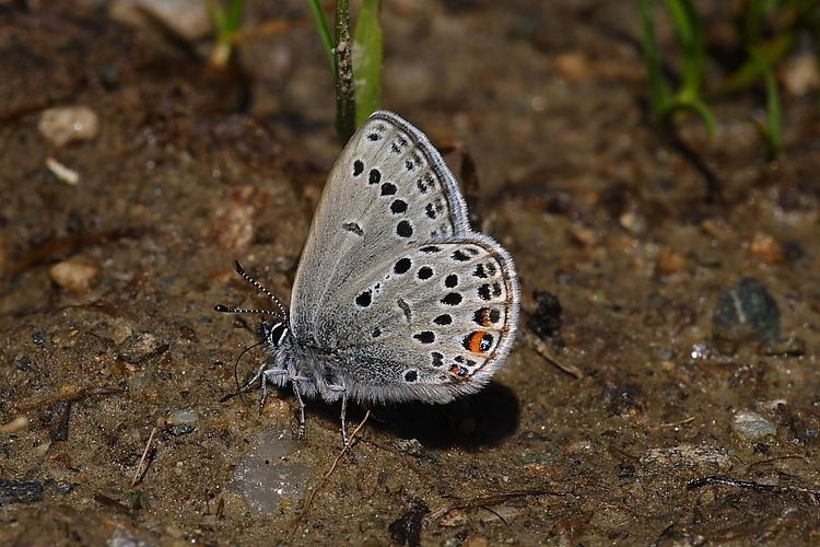 Plebejus optilete Plebejus optilete