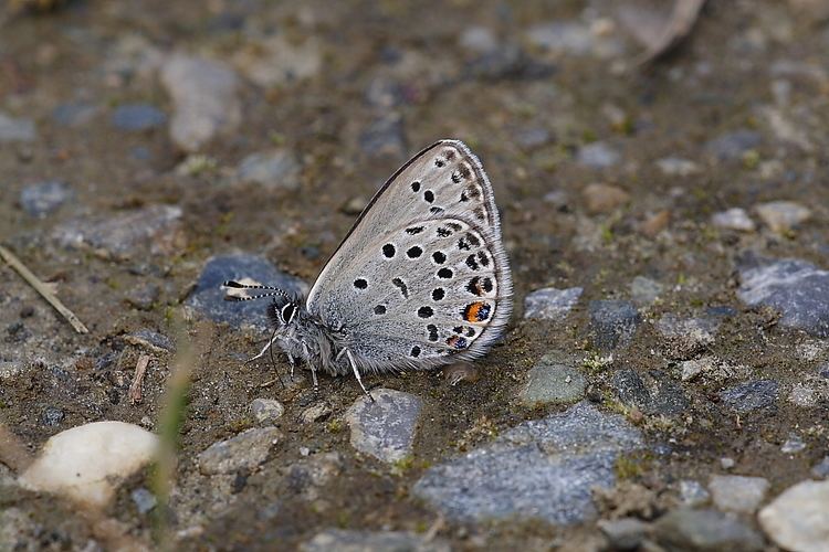 Plebejus optilete wwwbutterfliesoffrancecomimagesLycaenidae20