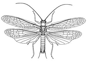 Plecoptera Plecoptera stoneflies