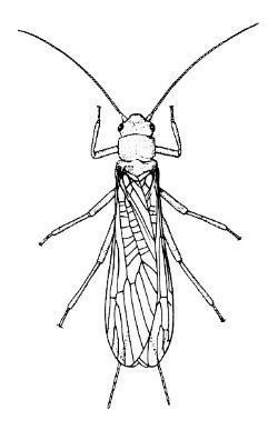 Plecoptera ENT 425 General Entomology Resource Library Compendium