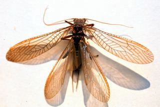 Plecoptera Plecoptera Stoneflies Discover Life