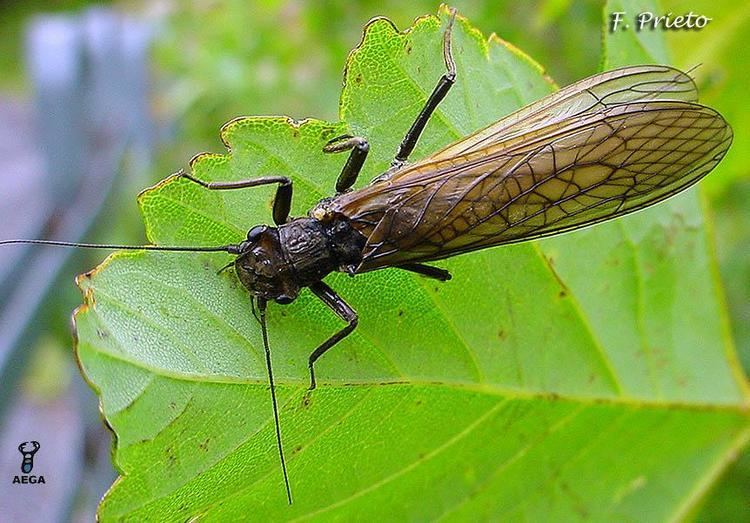 Plecoptera Plecoptera Stoneflies Discover Life