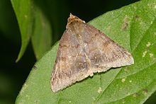 Plecoptera (moth) httpsuploadwikimediaorgwikipediacommonsthu