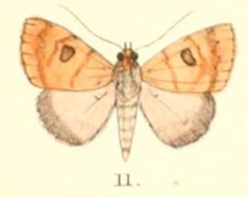Plecoptera oculata