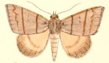 Plecoptera quadrilineata