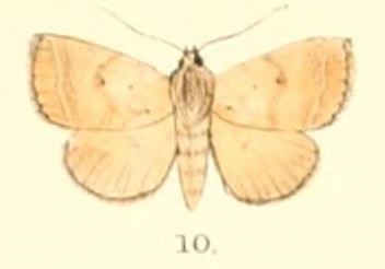 Plecoptera uniformis