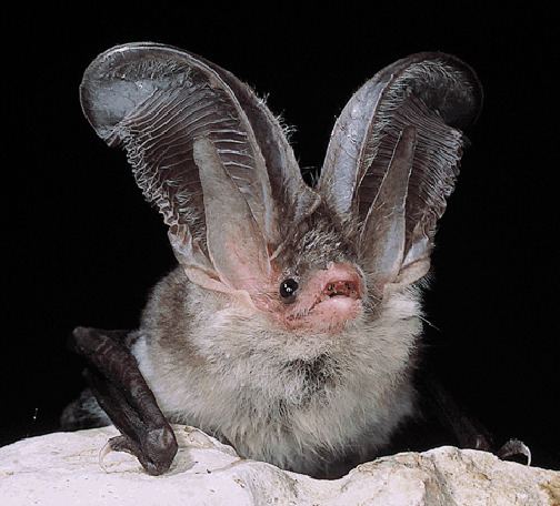 Plecotus Sardinian longeared bat Wikipedia