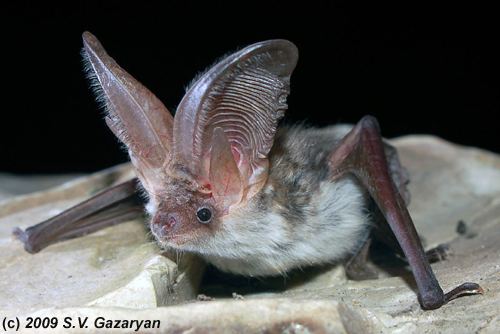 Plecotus 1000 images about Bats on Pinterest Wildlife photography Baby