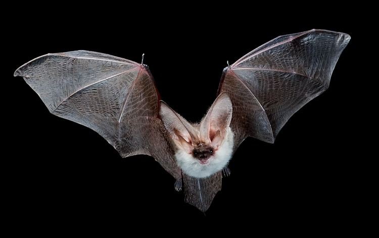 Plecotus The Foraging Ecology of the Mountain LongEared Bat Plecotus