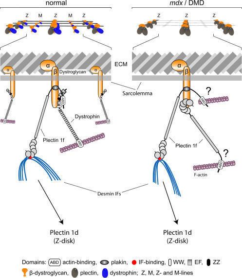 Plectin Model of DGCcytoskeleton linkage via plectin in normal Openi