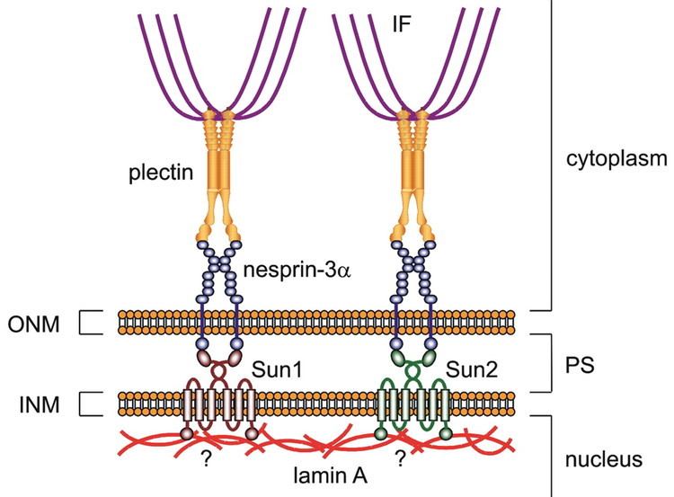 Plectin Requirements for the localization of nesprin3 at the nuclear