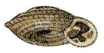 Plectopyloidea
