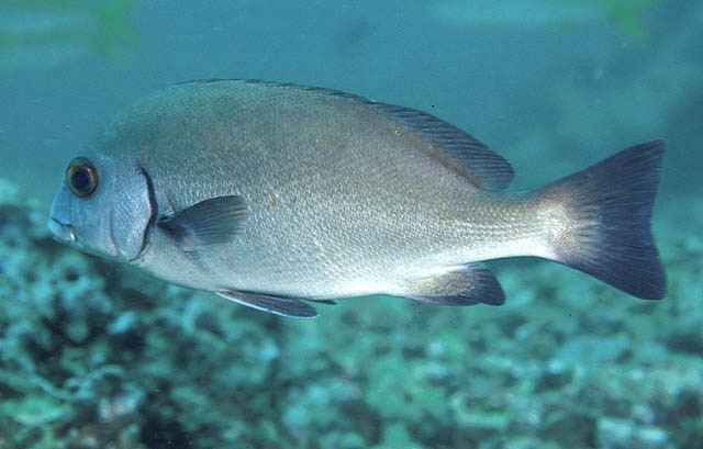 Plectorhinchus Fish Identification