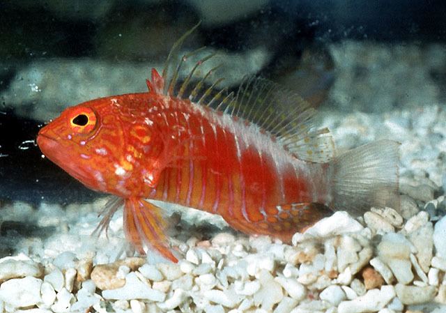 Plectranthias Fish Identification