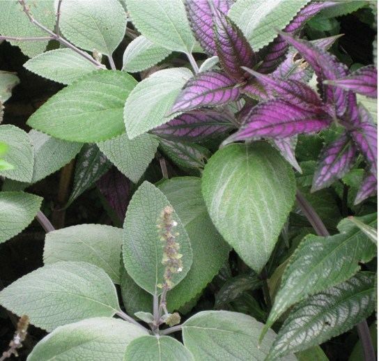 Plectranthus argentatus Plectranthus argentatus Planting growing and propagating