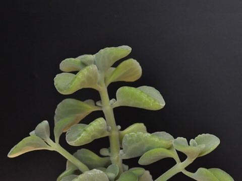 Plectranthus socotranus Afroplants Plectranthus socotranus