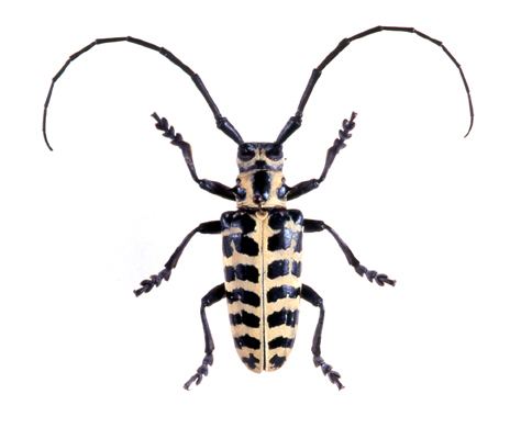 Plectrodera scalator godofinsectscom Cottonwood Borer Beetle Plectrodera scalator