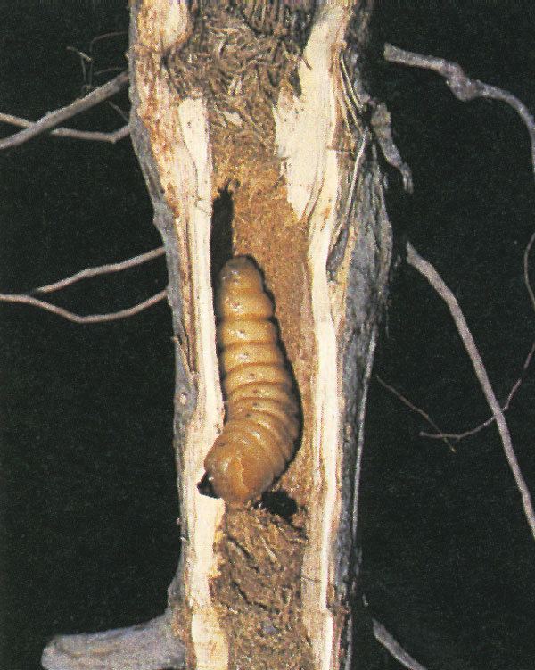 Plectrodera scalator Cottonwood Borers Forest Nursery Pests