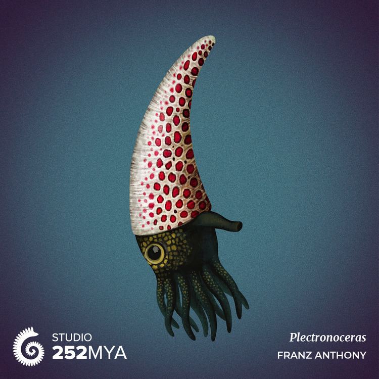 PlectronocerasArtwork by Franz Anthony / @franzanthThe 501 million years old Plectronoceras had an air-filled chambered shell that helped it stay buoyant and not tied to the ocean floor, setting cephalopods apart from their close relatives, the...