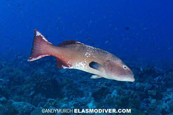 Plectropomus laevis Blacksaddle Coral Grouper pictures images of Plectropomus laevis