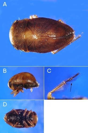 Pleidae Order Hemiptera Family Pleidae The Pygmy Backswimmers VCSU