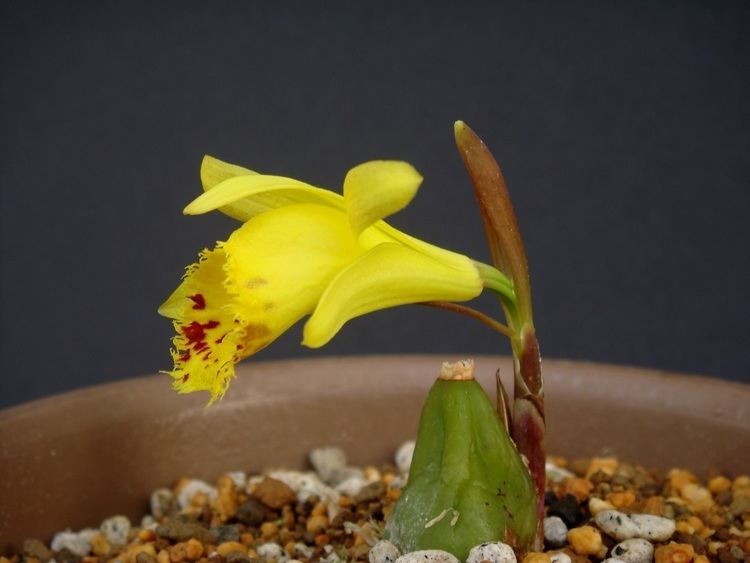 Pleione forrestii orchidslacoocanjpPleionePleione20forrestiiD