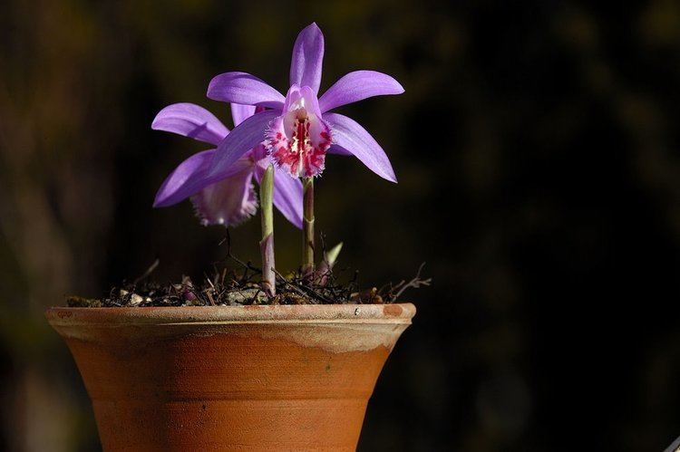 Pleione (plant) Growing with plants Pleione Orchids