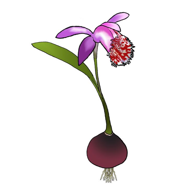 Pleione (plant) Care protection and flowering of hardy garden orchids Phytesia