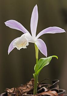 Pleione (plant) httpsuploadwikimediaorgwikipediacommonsthu