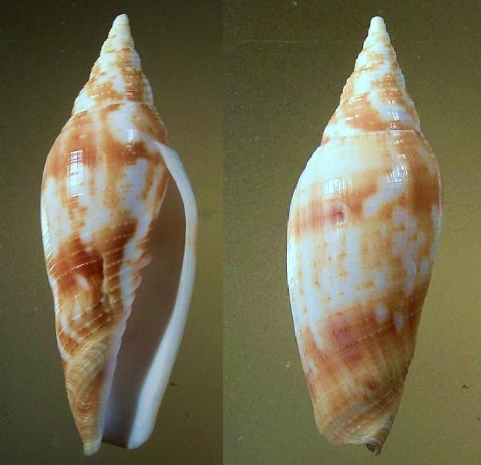 Pleioptygma helenae