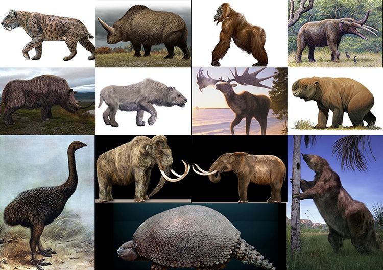 Pleistocene megafauna Megafauna of the Pleistocene Quiz By bhenderson79