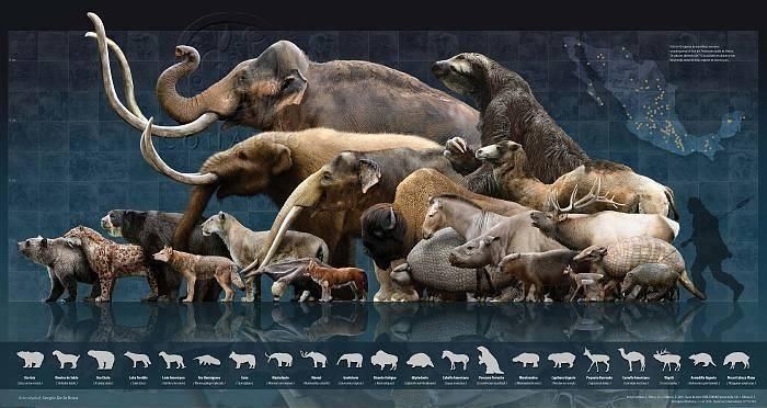 Pleistocene megafauna 1000 images about Pleistocene Megafauna on Pinterest Museum of