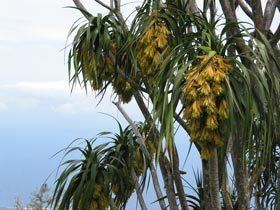 Pleomele (genus) Native Plants Hawaii Viewing Plant Chrysodracon auwahiensis