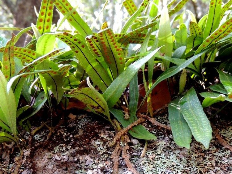 Pleopeltis Pleopeltis polylepis Ferns and Lycophytes of the World