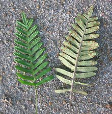 Pleopeltis polypodioides httpsuploadwikimediaorgwikipediacommonsthu