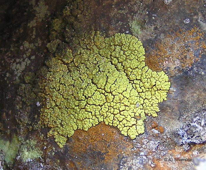 Pleopsidium Pleopsidium chlorophanum images of British lichens