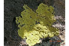 Pleopsidium chlorophanum httpsuploadwikimediaorgwikipediacommonsthu