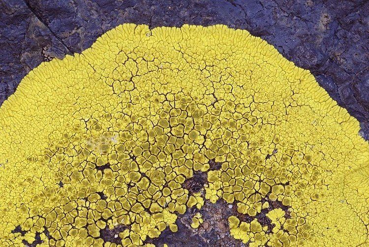 Pleopsidium Ways of Enlichenment Lichens of North America