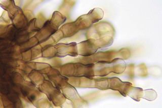 Pleospora Pleospora Rabenh ex Ces and De Not Discover Life