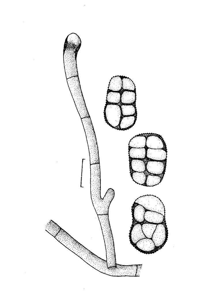 Pleospora MYCOTA Pleospora